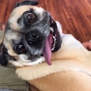 Meet your Posher, William